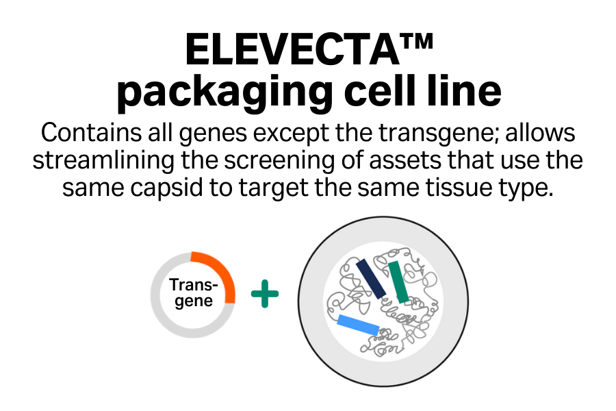 ELEVECTA packaging cell line. Contains all genes except the transgene. Allows streamlining the screening of assets that use the same capsid to target the same tissue type.