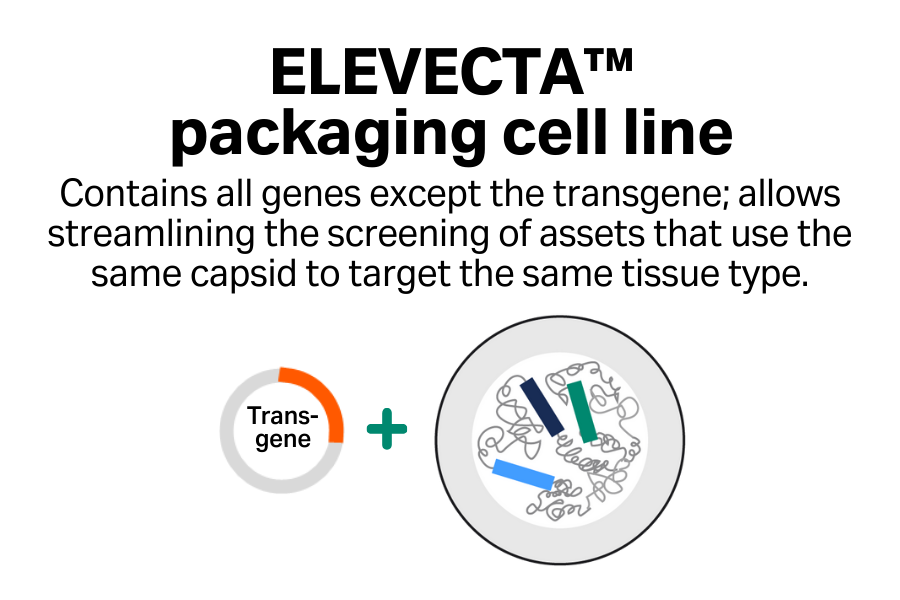 ELEVECTA packaging cell line