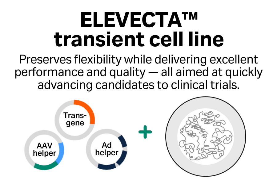 ELEVECTA transient cell line