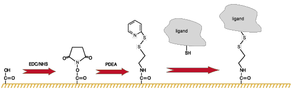 Ligand thiol coupling chemistry image